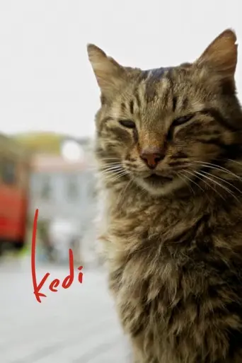 Kedi (2016) poster